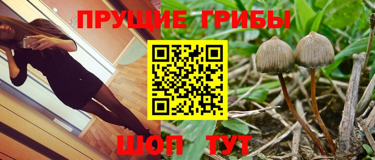 Псилоцибиновые грибы Psilocybine cubensis  Галлюциногенные грибы GOLDEN TEACHER  Углич  Вход с VPN 